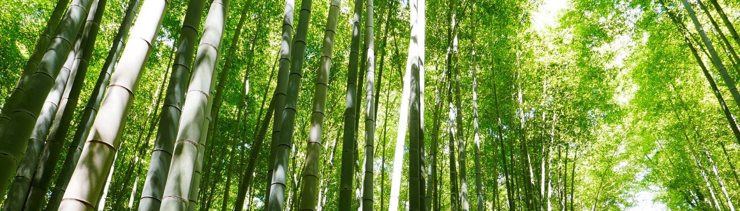 Bambus Sichtschutz Kubel